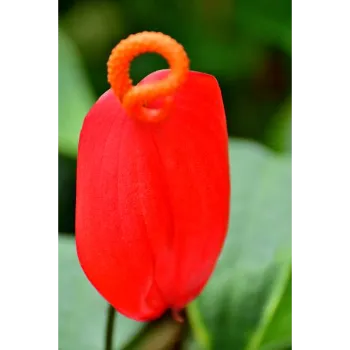 Natural Anthurium 
